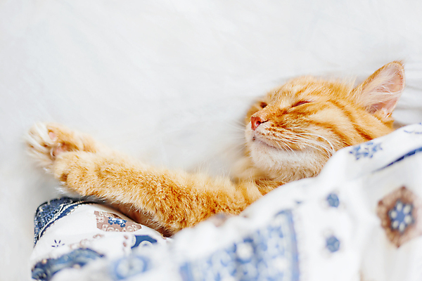 포토 JPG 해외이미지 한마리 실내 사람없음 반려동물 햇빛 고양이 이불 침대 반려묘 안락 해외포토 동물 1 가구 컨셉 포유류 침구 내부 태양 파일형식 이미지허브