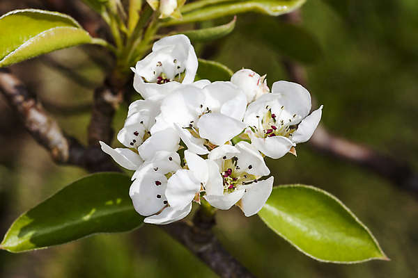 포토 JPG 해외이미지 나무 식물 계절 꽃잎 꽃 분홍색 과일 자연 사람없음 야외 가로 여름 정원 봄 성장 벚꽃 흰색 나뭇가지 개화 닫기 사과 과수원 관목 원예 향기 영원 세련 해외포토 컬러 농업 모션 취미 생태계 냄새 파일형식 이미지허브