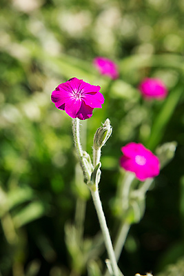 포토 JPG 해외이미지 식물 1 디자인 계절 꽃잎 꽃 줄기 분홍색 꽃다발 백그라운드 꽃무늬 밭 자연 사랑 사람없음 장식 초록색 파란색 빛 컬러풀 노란색 머리 정원 보라색 봄 흰색 신선 개화 닫기 심볼 보케 향 내추럴 고립 블러 해외포토 감정 컬러 무늬 농업 모션 신체부위 생태계 파일형식 이미지허브