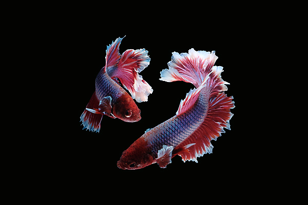 포토 JPG 해외이미지 동물 남자 클리핑패스 포즈 백그라운드 이동 모션 벽지 어류 미술 사람없음 빨간색 물 컬러풀 보라색 검은색 수영 분노 흰색 의식 고급 우아함 자르기 싸움 각도 대리석 모음 라벤더 고립 이국적 해외포토 자연요소 꽃 감정 컬러 컨셉 재료 문화예술 사람 한글 수중동물 수상스포츠 허브 파일형식 이미지허브