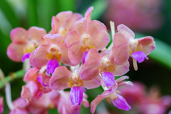 포토 JPG 해외이미지 식물 계절 꽃잎 꽃 줄기 분홍색 꽃다발 백그라운드 잎 꽃무늬 자연 발렌타인데이 사람없음 장식 초록색 여름 컬러풀 노란색 정원 보라색 봄 벚꽃 흰색 신선 개화 난초 제비꽃 내추럴 이국적 해외포토 컬러 무늬 데이이벤트 생태계 파일형식 이미지허브