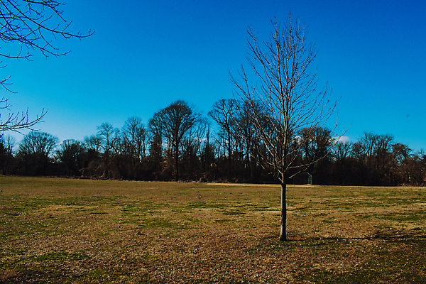 포토 JPG 해외이미지 계절 밭 자연 하늘 날씨 사람없음 초록색 파란색 컬러풀 고요 성장 거친 고독 싱글 장면 벌거벗은 혼자 카피스페이스 해외포토 감정 컬러 농업 공백 생태계 파일형식 이미지허브