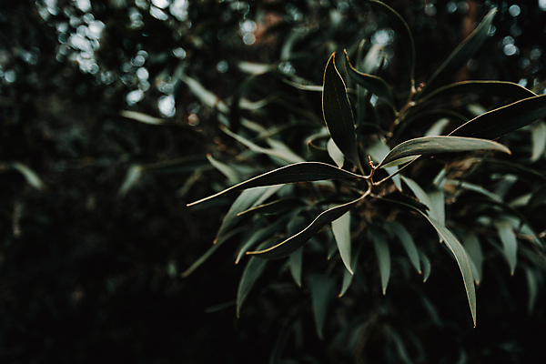 포토 JPG 해외이미지 백그라운드 잎 자연 사람없음 아웃포커스 초록색 어둠 해외포토 식물 컬러 촬영기법 생태계 파일형식 이미지허브
