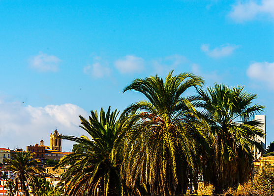 포토 JPG 해외이미지 나무 식물 여행 백그라운드 컨셉 잎 하늘 추상 휴가 휴식 왕관 손바닥 풍경 사람없음 야외 초록색 여름 야자수 맑음 올려보기 수확 장면 코코넛 석호 내추럴 이국적 파라다이스 스타일 효과 해외포토 손 계절 컬러 무늬 농업 과일 모션 날씨 파일형식 이미지허브