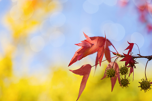 포토 JPG 해외이미지 나무 식물 계절 공원 꽃잎 꽃 단풍 잎 자연 종류 풍경 사람없음 야외 빨간색 초록색 컬러풀 햇빛 활발 성장 가을 나뭇가지 신선 투명 그룹 변화 숲 묘사 순환 보케 상록수 10월 꼬투리 해외포토 공공시설 컬러 컨셉 모션 태양 날짜 생태계 파일형식 이미지허브