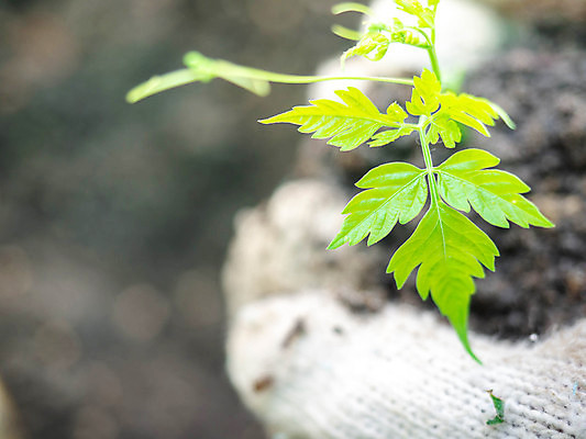 포토 JPG 해외이미지 나무 식물 손 지구 백그라운드 컨셉 잎 자연 새로움 씨앗 사람 사람없음 야외 초록색 세계 글로벌 태양 노란색 환경 정원 봄 에너지 성장 신선 보호 원예 내추럴 개발 모종 생태학 카피스페이스 해외포토 자연요소 계절 교육 컬러 취미 신체부위 공백 생태계 파일형식 이미지허브