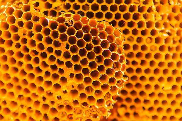 포토 JPG 해외이미지 동물 디자인 야생동물 벽 곤충 백그라운드 패턴 자연 주택 세포 사람없음 건물 목재 그래픽 갈색 노란색 검은색 줄무늬 회색 흰색 머리빗 구멍 벌레 둥지 말벌 위험 큼 묘사 질감 육각형 찌르기 벌집 해외포토 도형 나무 건축물 컬러 컨셉 무늬 재료 모션 미용용품 벌_곤충 크기 생태계 파일형식 이미지허브