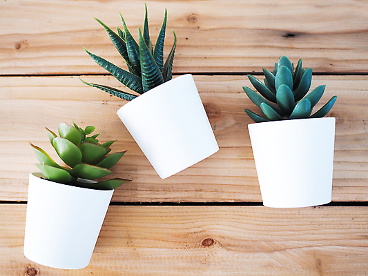 포토 JPG 해외이미지 나무 식물 디자인 계절 화초 백그라운드 잎 농업 자연 탁자 선인장 주택 건강 사람없음 내부 장식 초록색 여름 환경 정원 봄 성장 벚꽃 흰색 가시 냄비 작음 수집 오브젝트 유기농 날카로움 내추럴 고립 이국적 해외포토 웰빙 꽃 산업 컬러 가구 건물 솥 크기 생태계 파일형식 이미지허브