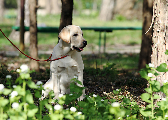 포토 JPG 해외이미지 응시 공원 행복 어린이 놀이 탁자 사람없음 반려동물 노란색 귀여움 기쁨 개 리트리버 달콤 강아지 래브라도리트리버 위치 창백 기르기 유래 해외포토 동물 시선 공공시설 감정 컬러 가구 컨셉 포유류 사람 맛 돌봄 파일형식 이미지허브