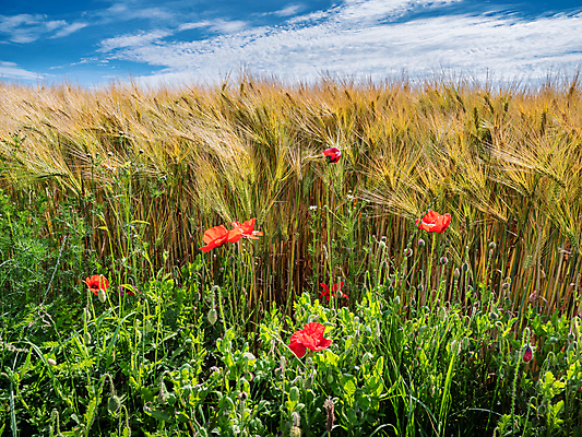 포토 JPG 해외이미지 식물 구름 계절 꽃 백그라운드 밭 농업 자연 하늘 독일 풍경 사람없음 야외 빨간색 초록색 여름 파란색 컬러풀 태양 봄 벚꽃 시골 낟알 보리 양귀비 내추럴 해외포토 자연요소 유럽 산업 컬러 곡류 생태계 파일형식 이미지허브