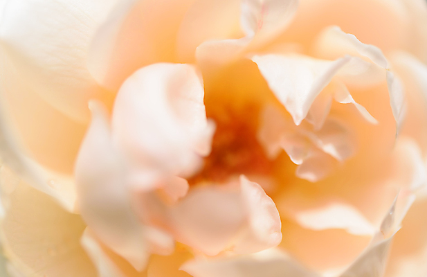 포토 JPG 해외이미지 식물 배너 꽃잎 꽃 분홍색 결혼 백그라운드 꽃무늬 패턴 오렌지 자연 발렌타인데이 사랑 사람없음 빛 장미 노란색 정원 봄 벚꽃 흰색 신선 신용카드 소프트포커스 질감 꽃가루 부드러움 내추럴 블러 파스텔톤 스타일 해외포토 계절 감정 컬러 무늬 과일 데이이벤트 촬영기법 이벤트 금융 감각 가루 생태계 파일형식 이미지허브