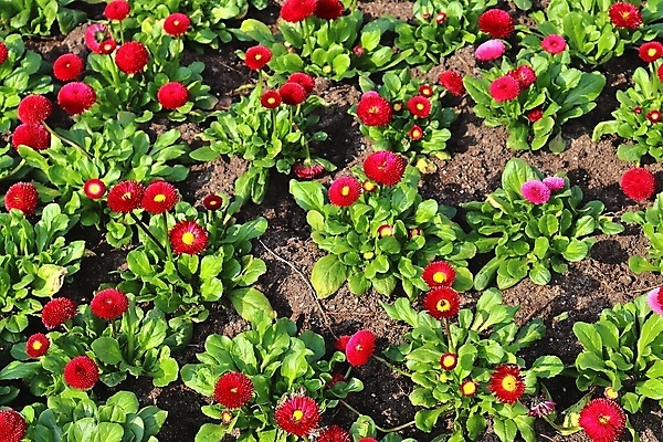 포토 JPG 해외이미지 나무 식물 계절 공원 꽃잎 꽃 분홍색 꽃다발 잎 꽃무늬 밭 오렌지 자연 해바라기 풍경 사람없음 빨간색 여름 컬러풀 햇빛 노란색 정원 보라색 봄 튤립 벚꽃 신선 개화 클로버 민들레 질감 데이지 아이비 라벤더 내추럴 히아신스 해외포토 공공시설 컬러 무늬 농업 과일 태양 허브 생태계 파일형식 이미지허브