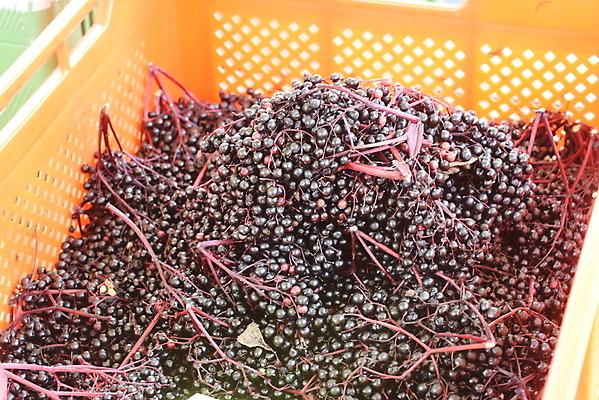 포토 JPG 해외이미지 식물 음식 과일 건강 사람없음 농장 다양 신선 심볼 소재 이국적 해외포토 다수 농업 파일형식 이미지허브