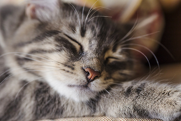 포토 JPG 해외이미지 동물 1 얼굴 베개 휴식 수염 주택 털 피곤 사람없음 반려동물 귀여움 고양이 회색 침대 아기 잠 달콤 작음 모피 부드러움 얼룩무늬 솜털 거짓말 유래 안락 해외포토 컬러 가구 컨셉 무늬 포유류 침구 사람 건물 신체부위 감각 맛 크기 파일형식 이미지허브