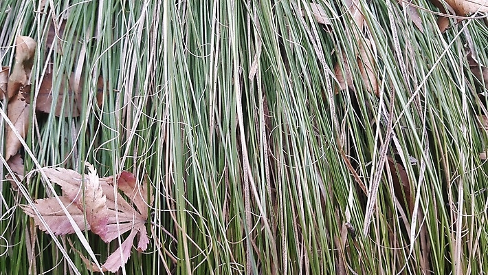 포토 JPG 해외이미지 식물 공원 백그라운드 패턴 밭 자연 사람없음 야외 초록색 환경 봄 활발 성장 신선 닫기 허브 원예 질감 내추럴 해외포토 계절 공공시설 컬러 컨셉 무늬 농업 모션 취미 생태계 파일형식 이미지허브