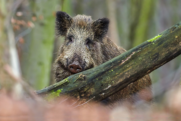 포토 JPG 해외이미지 동물 남자 여유 야생동물 백그라운드 곰 포유류 자연 생물 털 서기 사람없음 야외 가로 여름 세계 갈색 평화 펼침 신선 돼지 주식 숲 위험 무서움 수줍음 사냥 귀 주둥이 멧돼지 경보 공격적 무료 요금 테마 해외포토 계절 감정 컬러 컨셉 모션 사람 신체부위 금융 생태계 파일형식 이미지허브