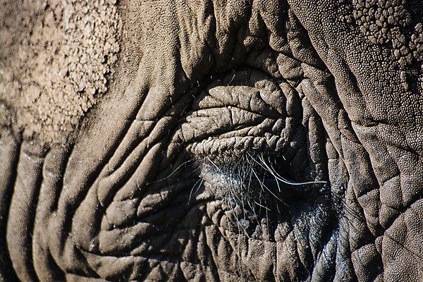 포토 JPG 해외이미지 동물 포유류 아프리카 코끼리 사람없음 머리 회색 닫기 구김 해외포토 나라 컬러 모션 신체부위 파일형식 이미지허브