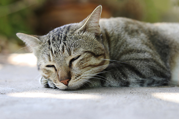 포토 JPG 해외이미지 동물 감정 포유류 자연 털 따뜻함 사랑 앉기 동양인 사람없음 야외 반려동물 우주 고양이 손상 꿈 흰색 아기 잠 닫기 모피 슛 얼룩무늬 거짓말 기르기 몽환 해외포토 컬러 컨셉 무늬 모션 사람 인종 생태계 돌봄 파일형식 이미지허브