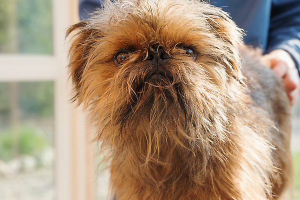 포토 JPG 해외이미지 실내 한명 상반신 성인 앞모습 아웃포커스 반려동물 개 돌봄 애견미용 성인한명만 해외포토 동물 1 뷰포인트 포유류 모션 촬영기법 사람 내부 뷰티 성인만 파일형식 이미지허브