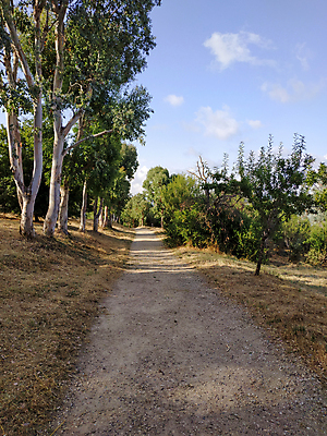 포토 JPG 해외이미지 나무 식물 계절 유럽 도로 길 여행 잎 자연 풍경 사람없음 야외 초록색 침묵 프랑스 성장 숲 오솔길 장면 프랑스어 해외포토 문자 나라 컬러 교통시설 소리 생태계 파일형식 이미지허브