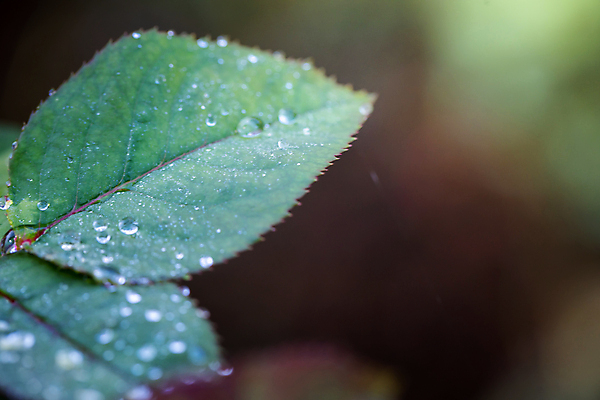 포토 JPG 해외이미지 나무 식물 디자인 계절 백그라운드 컨셉 잎 패턴 자연 벽지 추상 사람없음 초록색 빛 햇빛 태양 우주 환경 정원 맑음 봄 성장 신선 에코 유기농 질감 보케 부드러움 내추럴 블러 생태학 그리너리 해외포토 자연요소 웰빙 교육 컬러 무늬 날씨 감각 생태계 파일형식 트랜드컬러 이미지허브