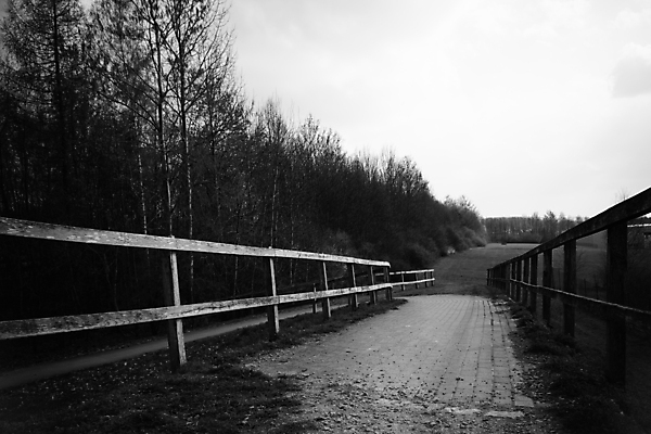 포토 JPG 해외이미지 나무 밭 자연 풍경 사람없음 목재 초록색 햇빛 농경지 검은색 봄 하이킹 안개 흰색 시골 숲 오솔길 삼림지대 철책 해외포토 식물 계절 길 컬러 농업 재료 레저 날씨 태양 농장 생태계 파일형식 이미지허브