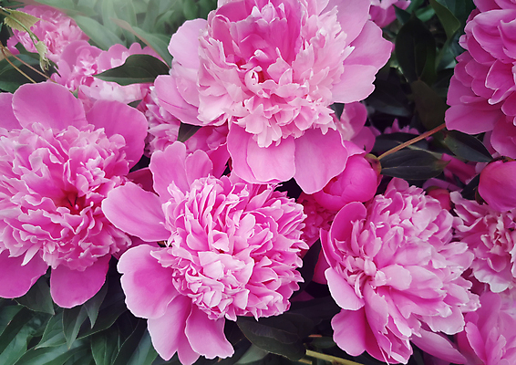 포토 JPG 해외이미지 식물 계절 공원 꽃잎 꽃 분홍색 백그라운드 잎 자연 새로움 사람없음 야외 장식 초록색 여름 빛 정원 보라색 봄 시골 개화 고급 관목 원예 향기 화단 시트 작약 해외포토 나무 공공시설 컬러 컨셉 취미 생태계 냄새 파일형식 이미지허브