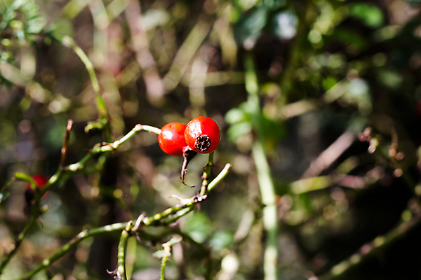 포토 JPG 해외이미지 식물 열매 음식 여행 꽃무늬 과일 건강 사람없음 빨간색 장미 가을 나뭇가지 신선 허브 유기농 아르헨티나 내추럴 채식주의자 해외포토 나무 웰빙 계절 꽃 컬러 무늬 남아메리카 채식 파일형식 이미지허브