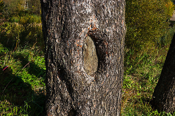 포토 JPG 해외이미지 나무 식물 야생동물 백그라운드 패턴 자연 표면 날씨 추상 사람없음 목재 세로 컬러풀 갈색 환경 봄 성장 나뭇가지 소나무 원형 구멍 거친 보호 질병 숲 큼 타일 묘사 질감 나무껍질 잡동사니 내추럴 그런지 생태학 수목 옛날 노화 해외포토 도형 동물 계절 교육 컬러 컨셉 무늬 재료 의학 껍질 크기 생태계 파일형식 이미지허브