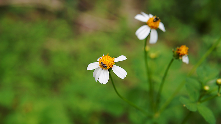 포토 JPG 해외이미지 식물 동물 계절 공원 꽃잎 꽃 곤충 백그라운드 꽃무늬 밭 자연 풍경 사람없음 야외 초록색 여름 농장 노란색 정원 맑음 봄 줄무늬 활발 벚꽃 흰색 시골 닫기 벌레 작음 수분 벌 수집 묘사 데이지 꽃가루 꿀 내추럴 생태학 캐모마일 해외포토 공공시설 교육 컬러 컨셉 무늬 농업 모션 날씨 크기 가루 허브 생태계 파일형식 이미지허브