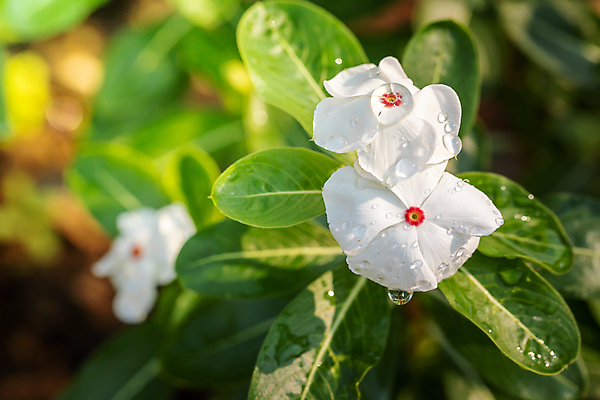 포토 JPG 해외이미지 식물 디자인 계절 꽃잎 꽃 분홍색 꽃다발 백그라운드 꽃무늬 패턴 자연 사람없음 초록색 컬러풀 보라색 봄 성장 벚꽃 신선 질감 만들기 내추럴 해외포토 컬러 무늬 모션 생태계 파일형식 이미지허브