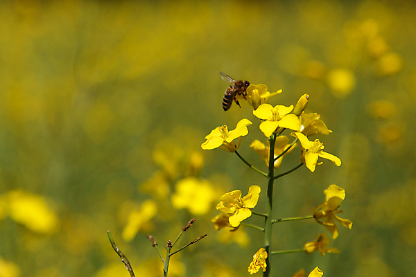 포토 JPG 해외이미지 식물 꽃 곤충 밭 농업 자연 풍경 사람없음 여름 파란색 농작물 컬러풀 농장 농경지 노란색 맑음 재활용 벚꽃 시골 말벌 벌 먹기 유채 꿀 밭일 카놀라 해외포토 동물 계절 산업 컬러 모션 날씨 벌_곤충 친환경 생태계 파일형식 이미지허브