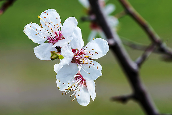 포토 JPG 해외이미지 나무 식물 계절 꽃잎 꽃 줄기 잎 꽃무늬 자연 부활절 새로움 사람없음 야외 초록색 여름 봄 성장 벚꽃 흰색 나뭇가지 신선 개화 체리 사과 5월 묘사 복숭아 꽃가루 아몬드 자두 내추럴 살구 해외포토 기념일 컬러 컨셉 무늬 과일 견과류 날짜 가루 생태계 파일형식 이미지허브