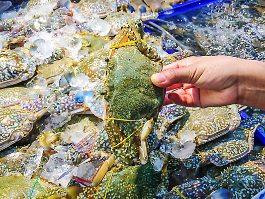 포토 JPG 해외이미지 동물 손 꽃 아시아 음식 모래 바다 재료 자연 건강 갑각류 요리 동양인 사람없음 빨간색 물 파란색 세일 식당 얼음 식사 저녁식사 게 껍질 흰색 신선 잡기 시장 컨테이너 해산물 날것 성적 수영선수 내추럴 단백질 인기 집게발 프리미엄 해외포토 자연요소 식물 교육 나라 산업 컬러 모션 운동선수 인종 신체부위 상점 생태계 영양소 파일형식 이미지허브