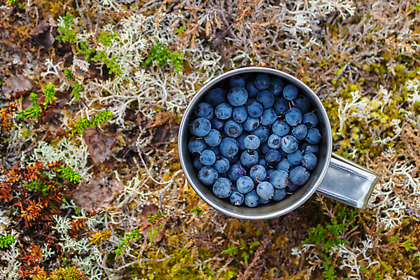 포토 JPG 해외이미지 열매 음식 과일 자연 디저트 사람없음 컵 파란색 환경 금속 머그컵 수확 신선 숲 유기농 블루베리 내추럴 숙성 해외포토 식물 식기 웰빙 컬러 농업 재질 생태계 파일형식 이미지허브