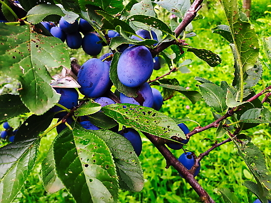 포토 JPG 해외이미지 나무 식물 잎 농업 과일 자연 매달리기 사람없음 야외 초록색 파란색 농장 보라색 수확 성장 시골 신선 그룹 다발 날것 자두 숙성 많음 세련 비건 해외포토 산업 컬러 컨셉 모션 생태계 채식주의자 파일형식 이미지허브