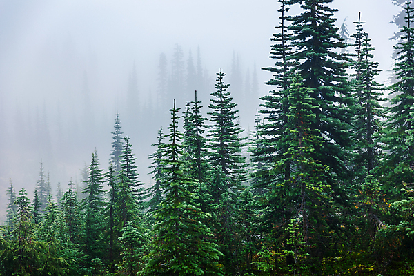 포토 JPG 해외이미지 나무 계절 공원 야생동물 잎 북아메리카 겨울 자연 날씨 산 풍경 사람없음 목재 초록색 환경 냉동 얼음 추위 안개 나뭇가지 신선 소나무 숲 내추럴 뿌연 그리너리 해외포토 자연요소 식물 동물 공공시설 컬러 재료 아메리카 생태계 파일형식 트랜드컬러 이미지허브