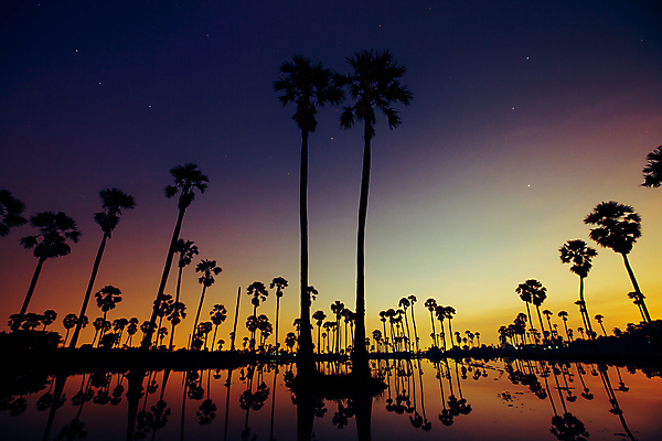 포토 JPG 해외이미지 나무 식물 실루엣 여행 백그라운드 잎 농업 일러스트 자연 하늘 검은배경 휴가 손바닥 사람없음 야외 목재 초록색 물 반사 일출 어둠 일몰 거울 수확 흰색 신선 숲 큼 캘리포니아 코코넛 스카이라인 반사경 내추럴 고립 뿌연 이국적 해외포토 자연요소 손 산업 컬러 과일 재료 촬영기법 노을 검은색 미국 크기 생태계 파일형식 이미지허브