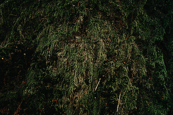 포토 JPG 해외이미지 백그라운드 잎 자연 사람없음 초록색 질감 해외포토 식물 컬러 생태계 파일형식 이미지허브