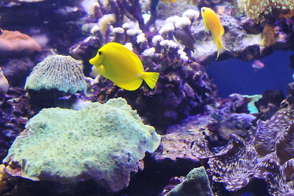 포토 JPG 해외이미지 동물 야생동물 바다 여행 백그라운드 자연 어류 동양인 사람없음 물 파란색 컬러풀 일본 검은색 수중 흰색 황금 큼 다이빙 수족관 잉어 내추럴 이국적 해외포토 자연요소 아시아 컬러 인종 수영 수중동물 크기 생태계 수중스포츠 파일형식 이미지허브