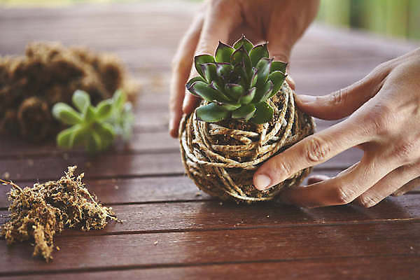포토 JPG 해외이미지 식물 손 꽃 음식 백그라운드 잎 꽃무늬 농업 재료 공 자연 넥타이 건강 이끼 사람없음 장식 초록색 환경 정원 일본 흙 회색 수확 성장 신선 원형 유기농 원예 분재 내추럴 생태학 채식주의자 해외포토 도형 나무 웰빙 잡화 교육 산업 아시아 컬러 무늬 취미 신체부위 생태계 채식 파일형식 이미지허브