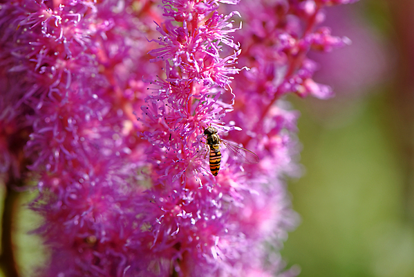 포토 JPG 해외이미지 식물 동물 꽃잎 꽃 야생동물 곤충 백그라운드 꽃무늬 밭 날개 자연 노동자 잔디 사람없음 야외 초록색 여름 노란색 정원 맑음 벚꽃 시골 신선 꿀벌 수분 벌 묘사 꽃가루 꿀 내추럴 바이오 해외포토 직업 계절 컬러 무늬 농업 날씨 벌_곤충 가루 생태계 파일형식 이미지허브