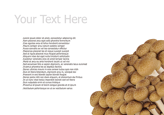 포토 JPG 해외이미지 식물 음식 백그라운드 채소 재료 자연 건강 요리 사람없음 갈색 버섯 흰색 신선 그룹 숲 작음 내추럴 고립 채식주의자 해외포토 컬러 크기 생태계 채식 파일형식 이미지허브