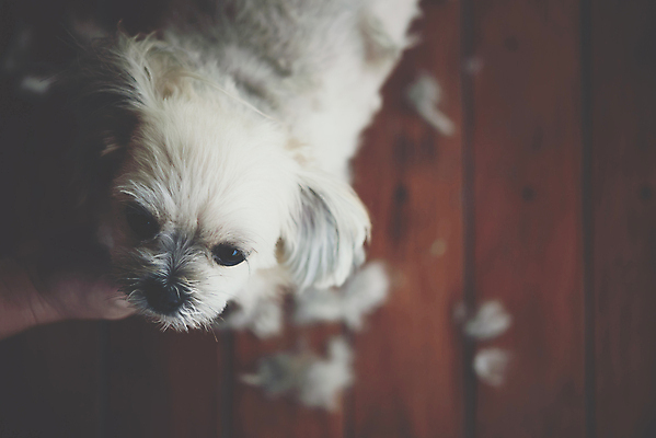 포토 JPG 해외이미지 한마리 손 응시 털 실내 아웃포커스 신체부위 하이앵글 귀여움 강아지 애견미용 애견미용사 나무배경 믹스견 해외포토 1 시선 뷰포인트 백그라운드 컨셉 촬영기법 사람 내부 반려동물 뷰티 개 미용사 파일형식 이미지허브