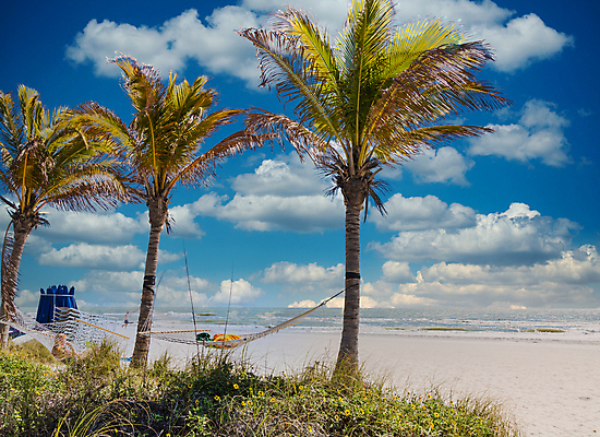 포토 JPG 해외이미지 나무 식물 여행 백그라운드 자연 하늘 휴가 손바닥 풍경 사람없음 초록색 여름 파란색 태양 맑음 태평양 코코넛 이국적 파라다이스 플로리다 해외포토 자연요소 손 계절 바다 컬러 과일 날씨 미국 생태계 파일형식 이미지허브
