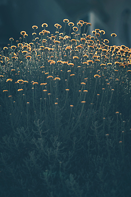 포토 JPG 해외이미지 식물 계절 꽃 줄기 백그라운드 단풍 꽃무늬 밭 자연 벽지 국화 사람없음 야외 여름 노란색 환경 정원 봄 들꽃 수확 벚꽃 가을 농촌 시골 신선 개화 묘사 질감 복고 식물원 냄새 내추럴 그런지 해외포토 컬러 잎 무늬 농업 생태계 파일형식 이미지허브