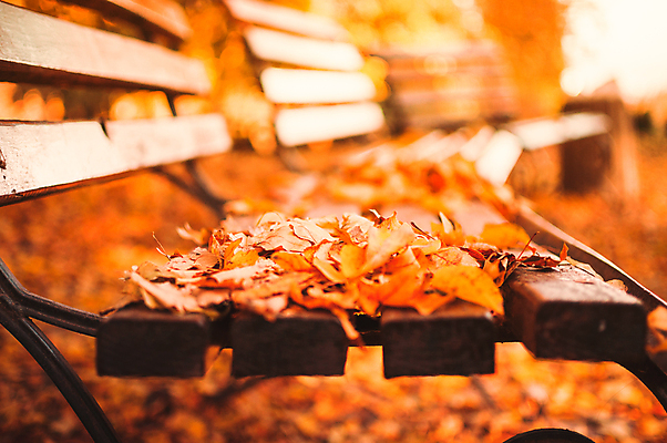 포토 JPG 해외이미지 백그라운드 단풍 낙엽 벤치 풍경 사람없음 야외 주황색 가을 해외포토 계절 컬러 잎 의자 파일형식 이미지허브