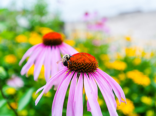 포토 JPG 해외이미지 식물 동물 1 계절 꽃잎 꽃 야생동물 곤충 자연 사람없음 야외 빨간색 초록색 여름 노란색 환경 정원 보라색 봄 벚꽃 벌레 꿀벌 작음 수분 벌 제비꽃 묘사 싱글 생물학 꽃가루 꿀 내추럴 생태학 수유 해외포토 교육 컬러 벌_곤충 크기 가루 생태계 파일형식 이미지허브