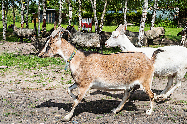 포토 JPG 해외이미지 동물 응시 행복 얼굴 백그라운드 농업 포유류 포옹 자연 염소 뿔 서기 사람없음 야외 반려동물 농장 갈색 머리 마을 가축 봄 우유 흰색 시골 유머 귀 노려봄 내추럴 해외포토 시선 계절 감정 산업 컬러 안기 모션 유제품 표정 신체부위 생태계 파일형식 이미지허브
