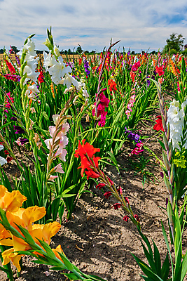 포토 JPG 해외이미지 식물 계절 꽃 분홍색 백그라운드 잎 꽃무늬 밭 자연 하늘 풍경 사람없음 야외 장식 빨간색 초록색 여름 파란색 컬러풀 노란색 정원 벚꽃 신선 개화 원예 내추럴 해외포토 컬러 무늬 농업 취미 생태계 파일형식 이미지허브
